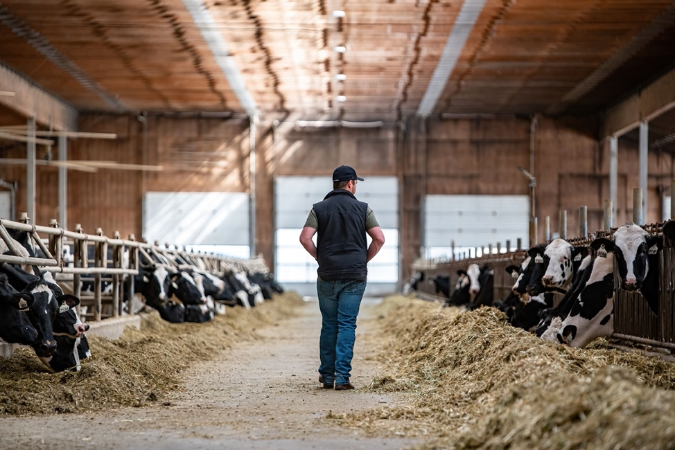 Dairy farmer walking through the barn with cows