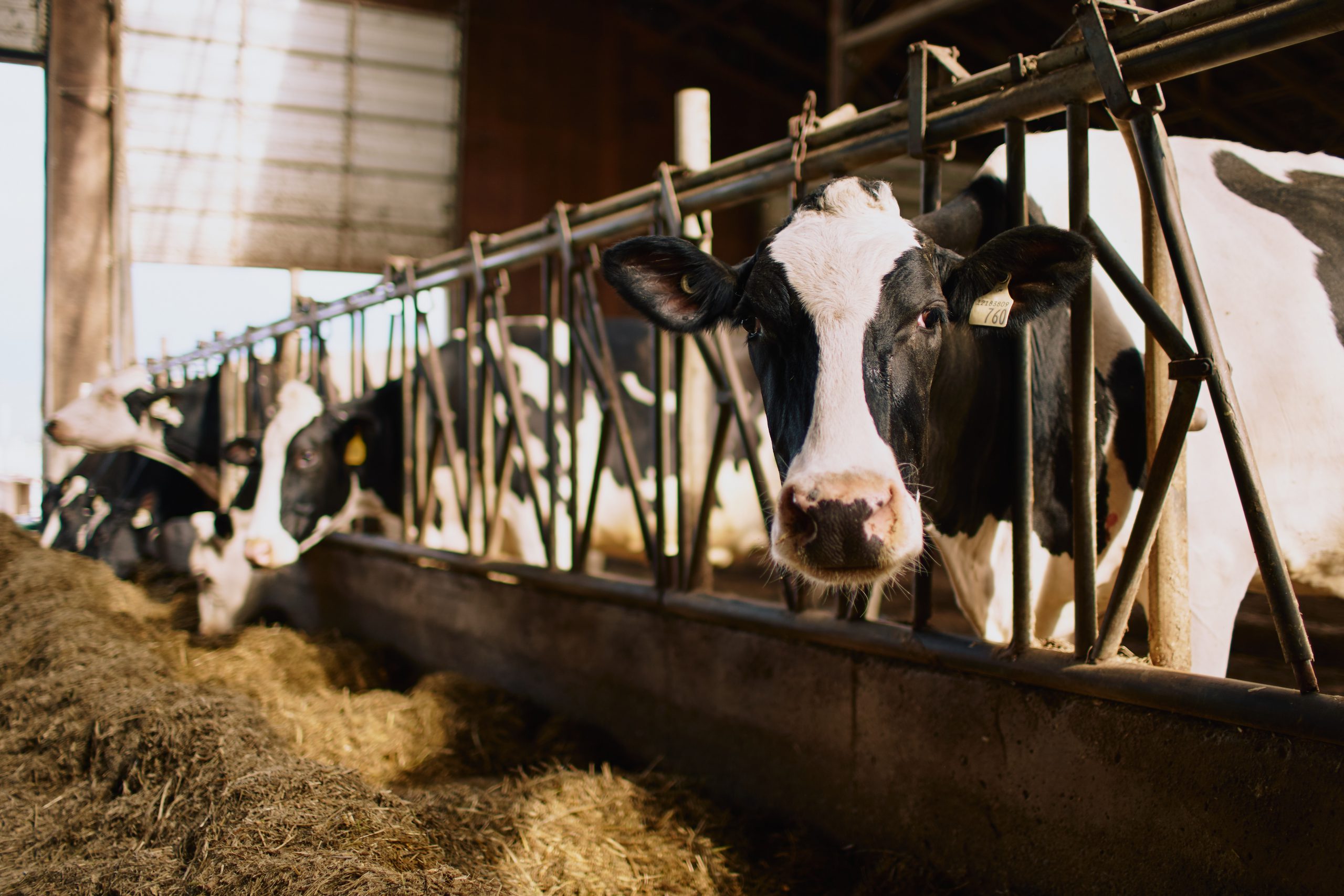 proAction® Livestock Traceability - BC Dairy