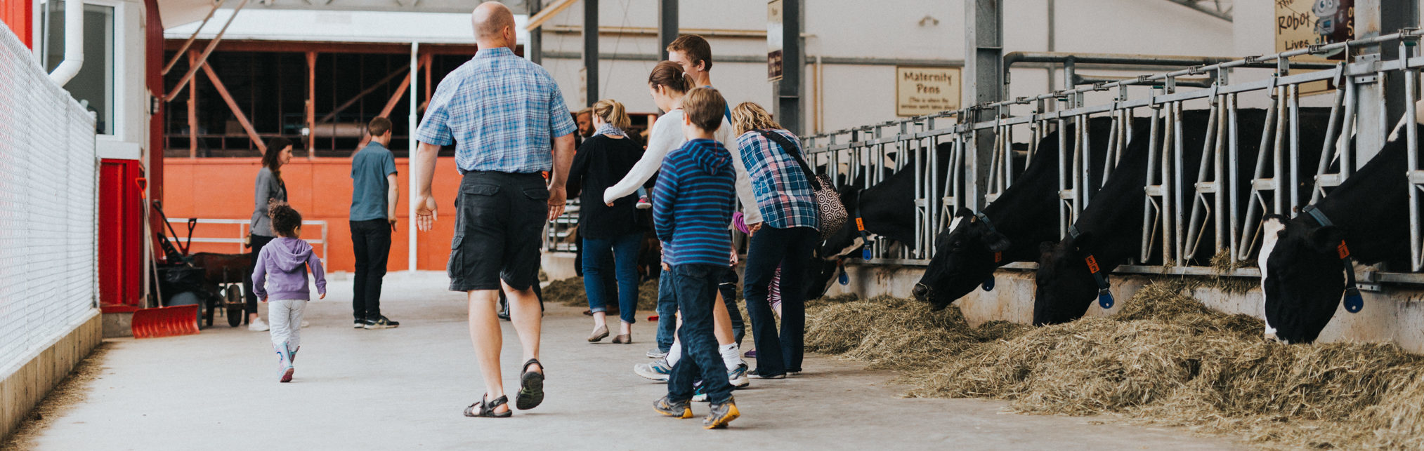 family walking through barn with cows