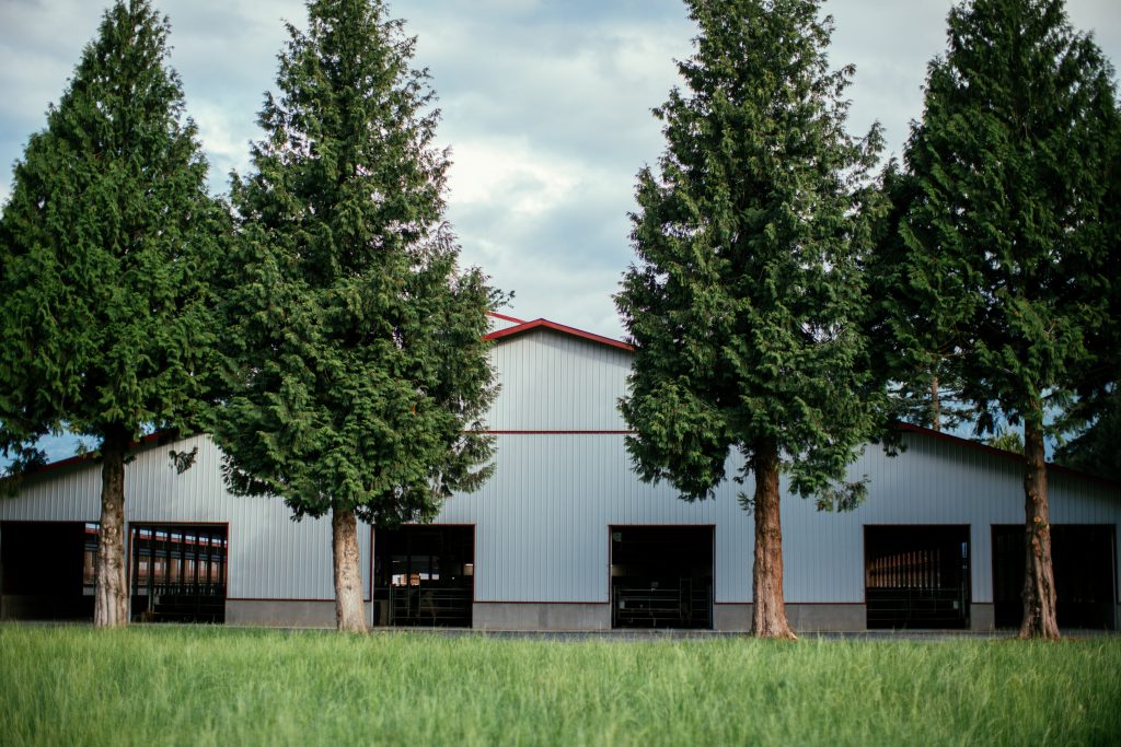 Dairy barn with open doors, flanked by two tall trees on each side