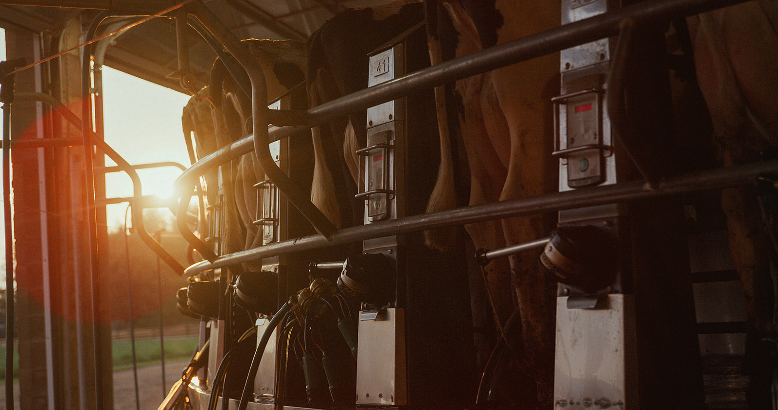 Cows being milked in a rotary milking parlour