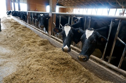 Cows eating in barn