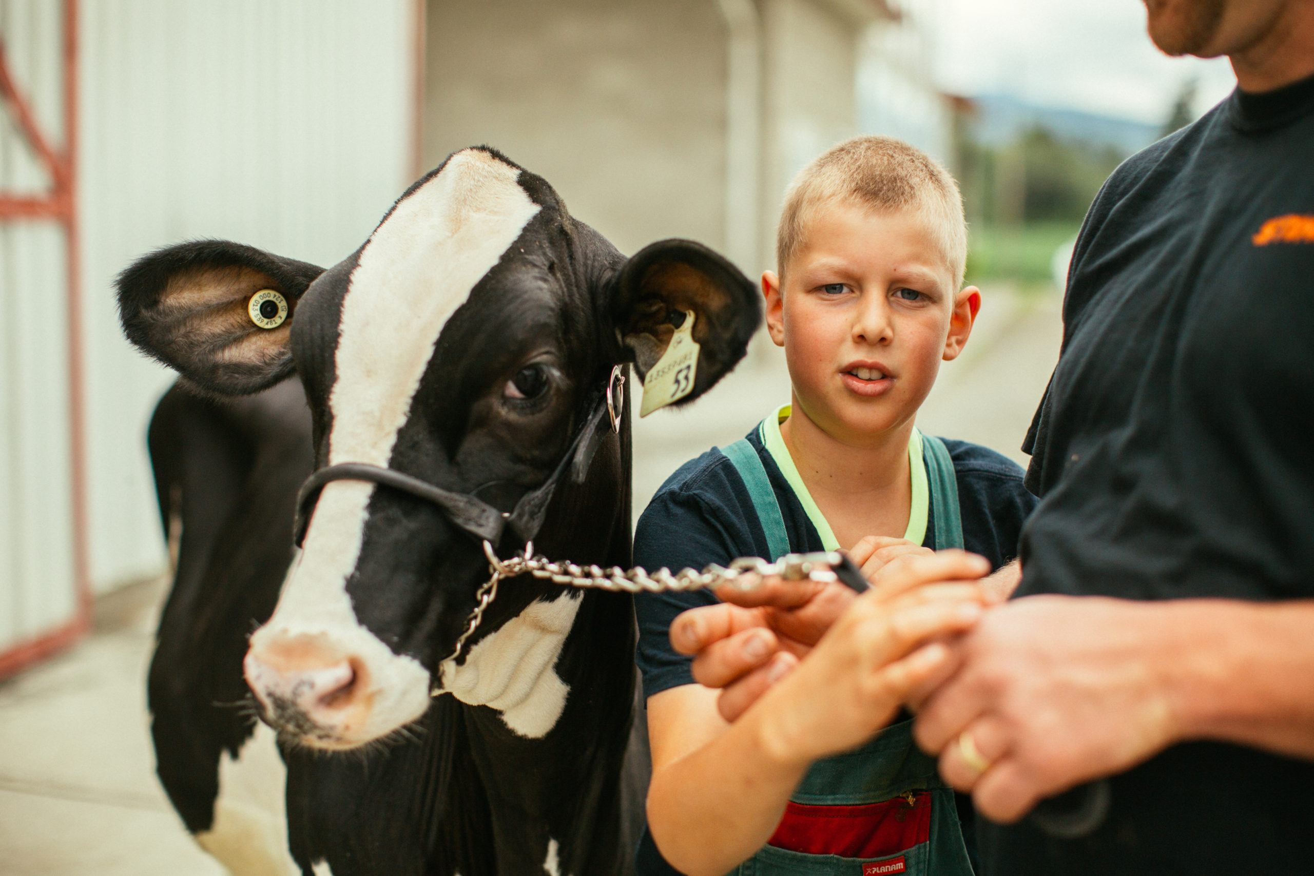 Young farmer cares for a dairy cow for 4H