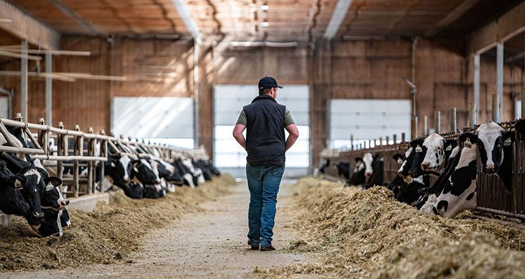 AJ Stobbe walking through the barn at his family dairy farm in Mara, BC