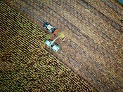 corn cut in a field