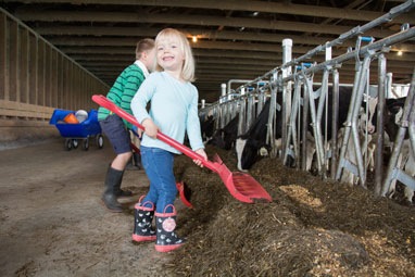 kids helping push feed in dairy barn