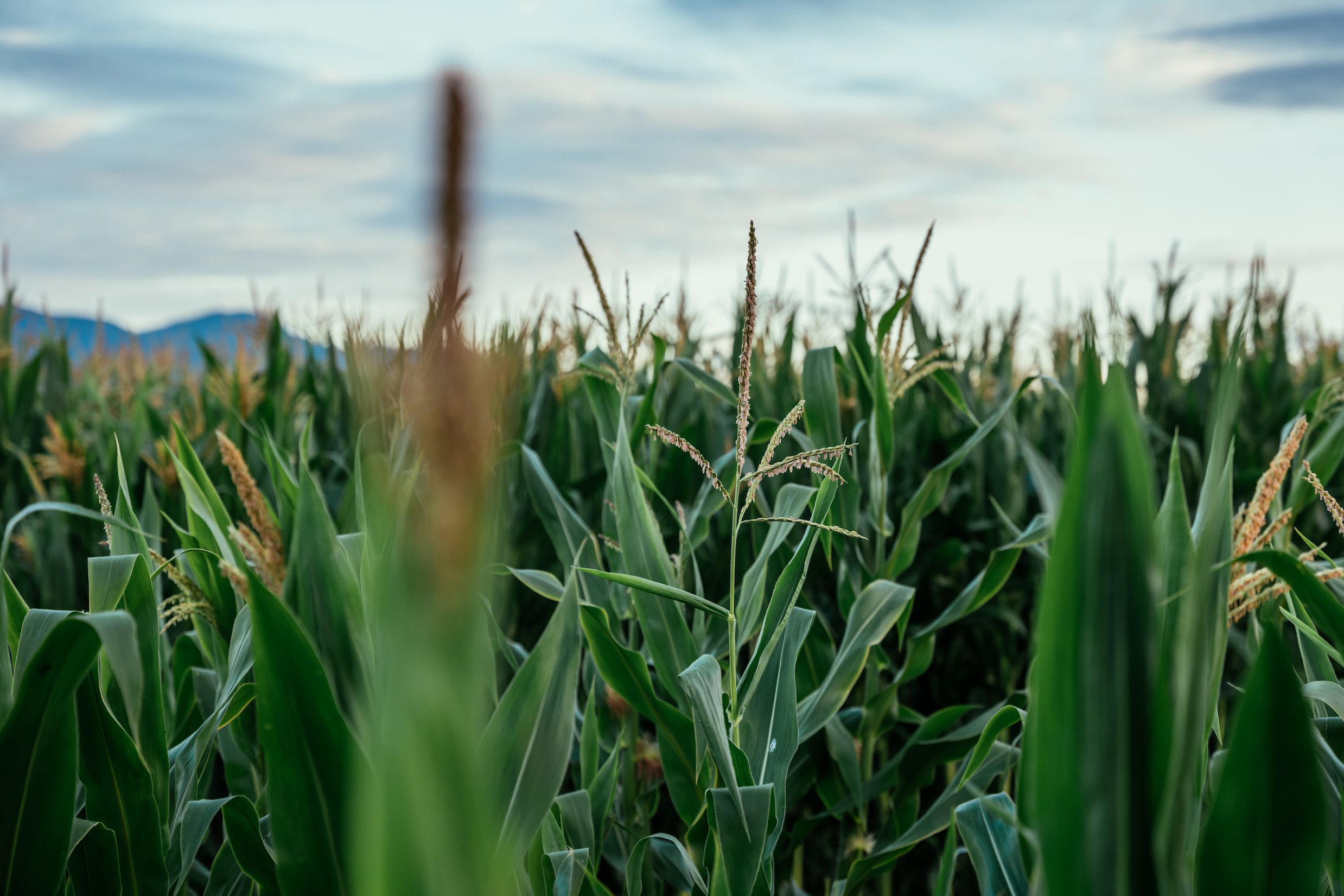 corn field on bc dairy farm